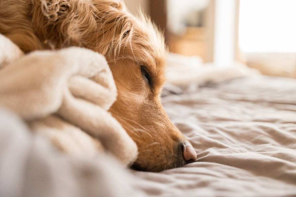 prevenzione malattie cane