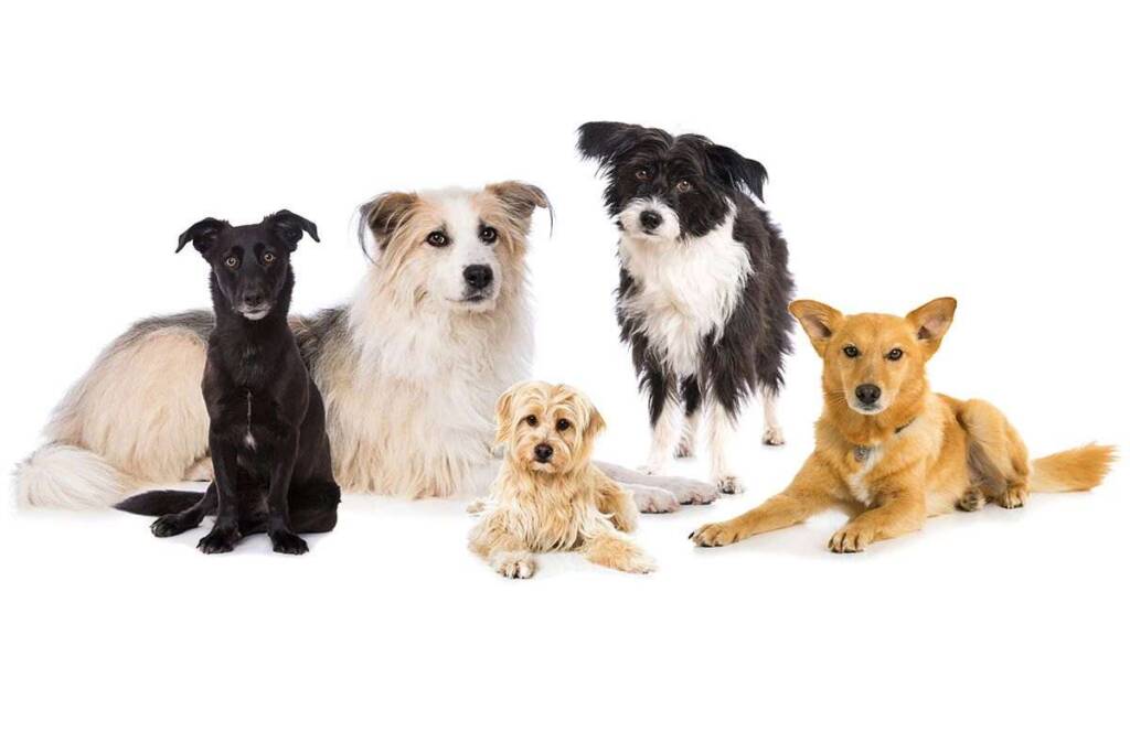 Questa terribile malattia infettiva te la passa il cane