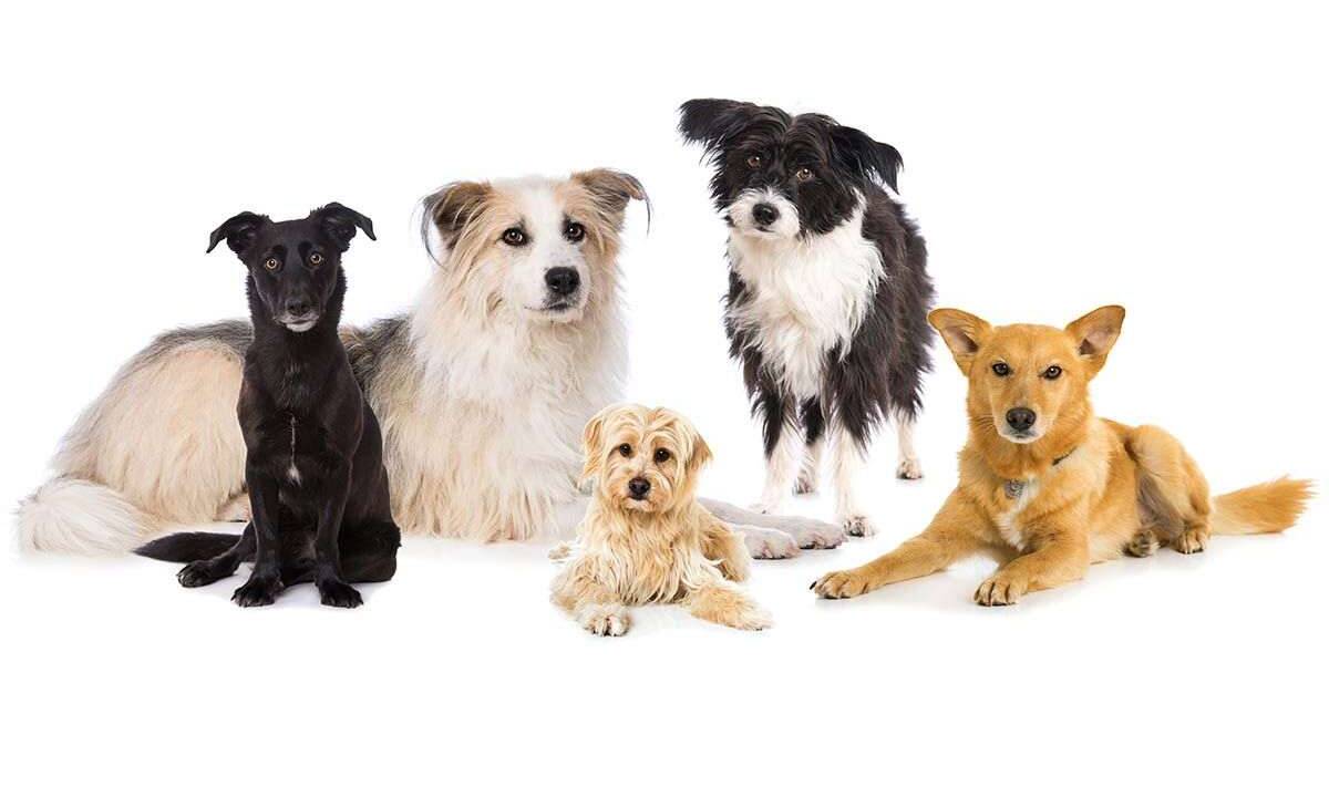 Questa terribile malattia infettiva te la passa il cane