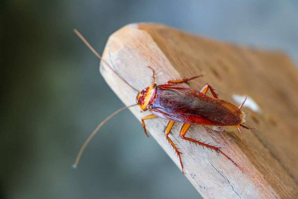 questo elettrodomestico potrebbe essere nido scarafaggi