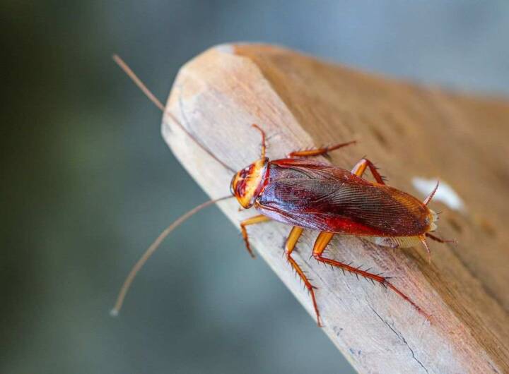 questo elettrodomestico potrebbe essere nido scarafaggi